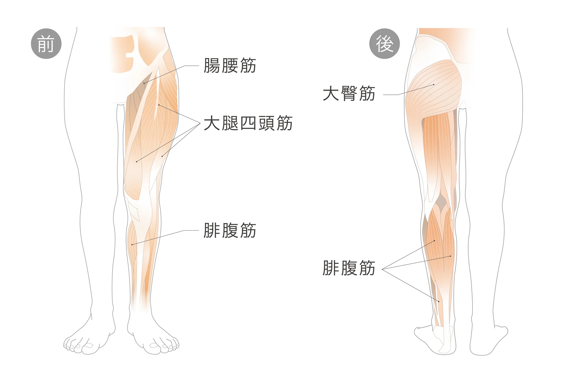 ふくらはぎ・大腿四頭筋・腸腰筋・大臀筋の図解
